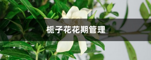 栀子花花期管理