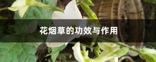 花烟草的功效与作用