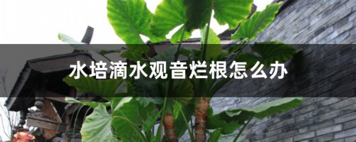 水培滴水观音烂根怎么办